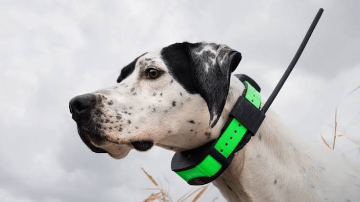 Best Dog GPS Trackers in 2026: Never Lose Your Dog Again